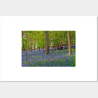 Bluebells Bluebell Woods Greys Court Oxfordshire UK Posters and Art